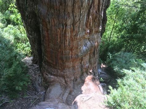 Tree may be the world's oldest, dating to 3,400 years before the birth of Christ